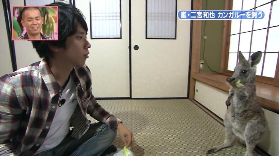 志村动物园2014：让你爱上动物世界的综艺节目