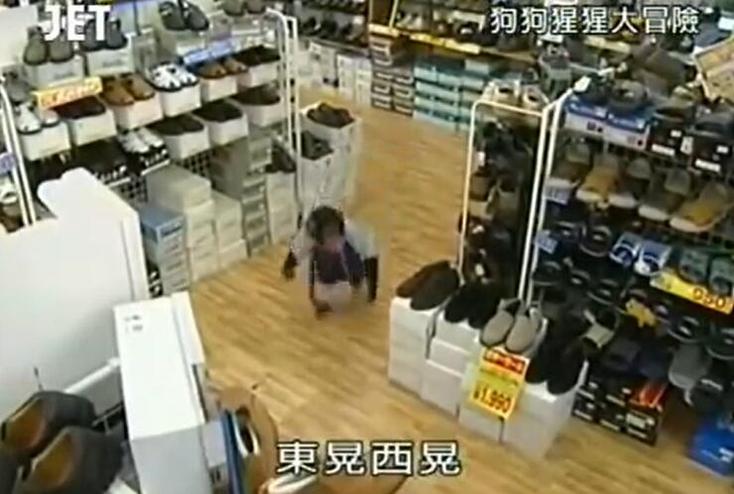 搜集趣事！《狗狗猩猩大冒险》全集与萌宠手牵手完成任务