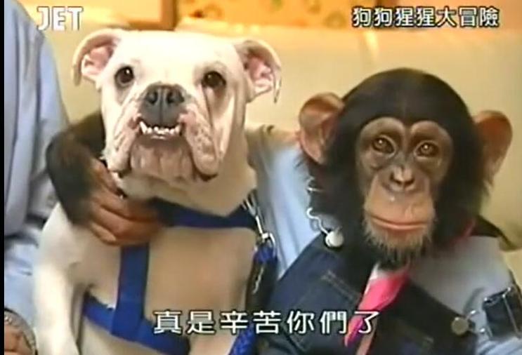 如此紧密合作，《狗狗猩猩大冒险》深度解析最终成果