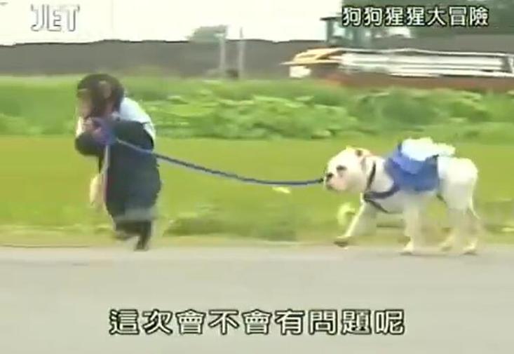 动物变身节目：猩猩狗狗大冒险